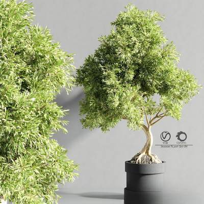 现代植物盆栽-25